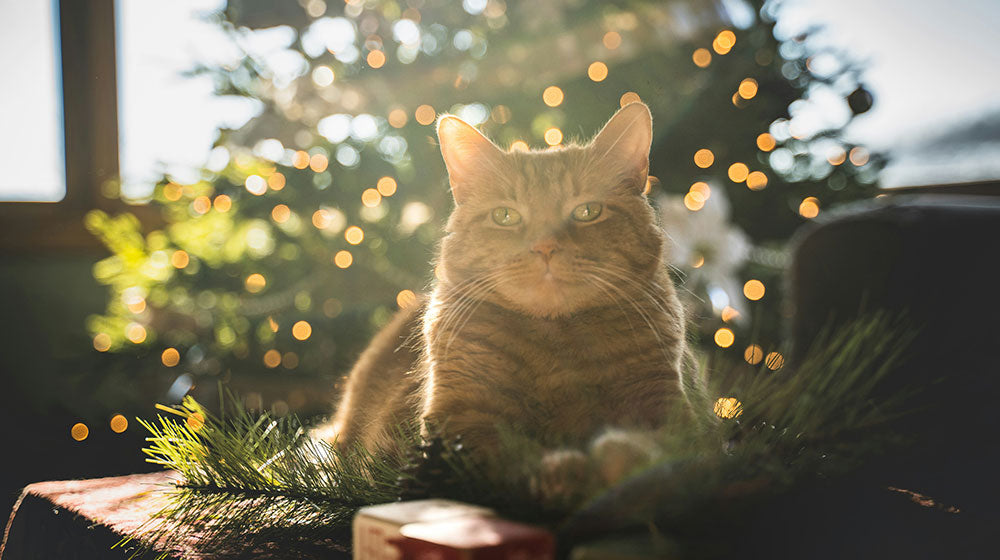 Christmas Cat Gift front of Christmas Tree
