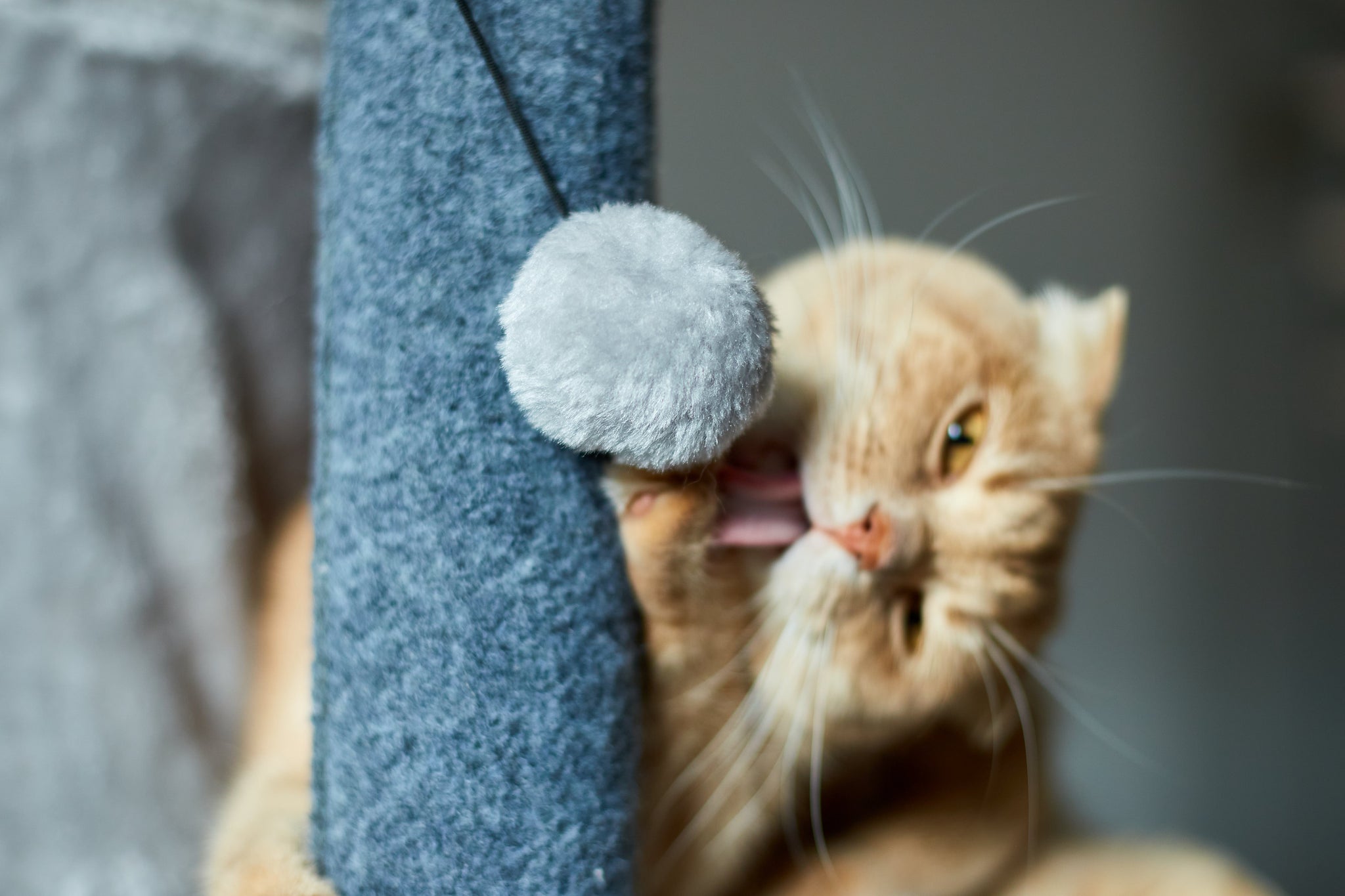 Why Won't My Cat Use the Scratching Post?
