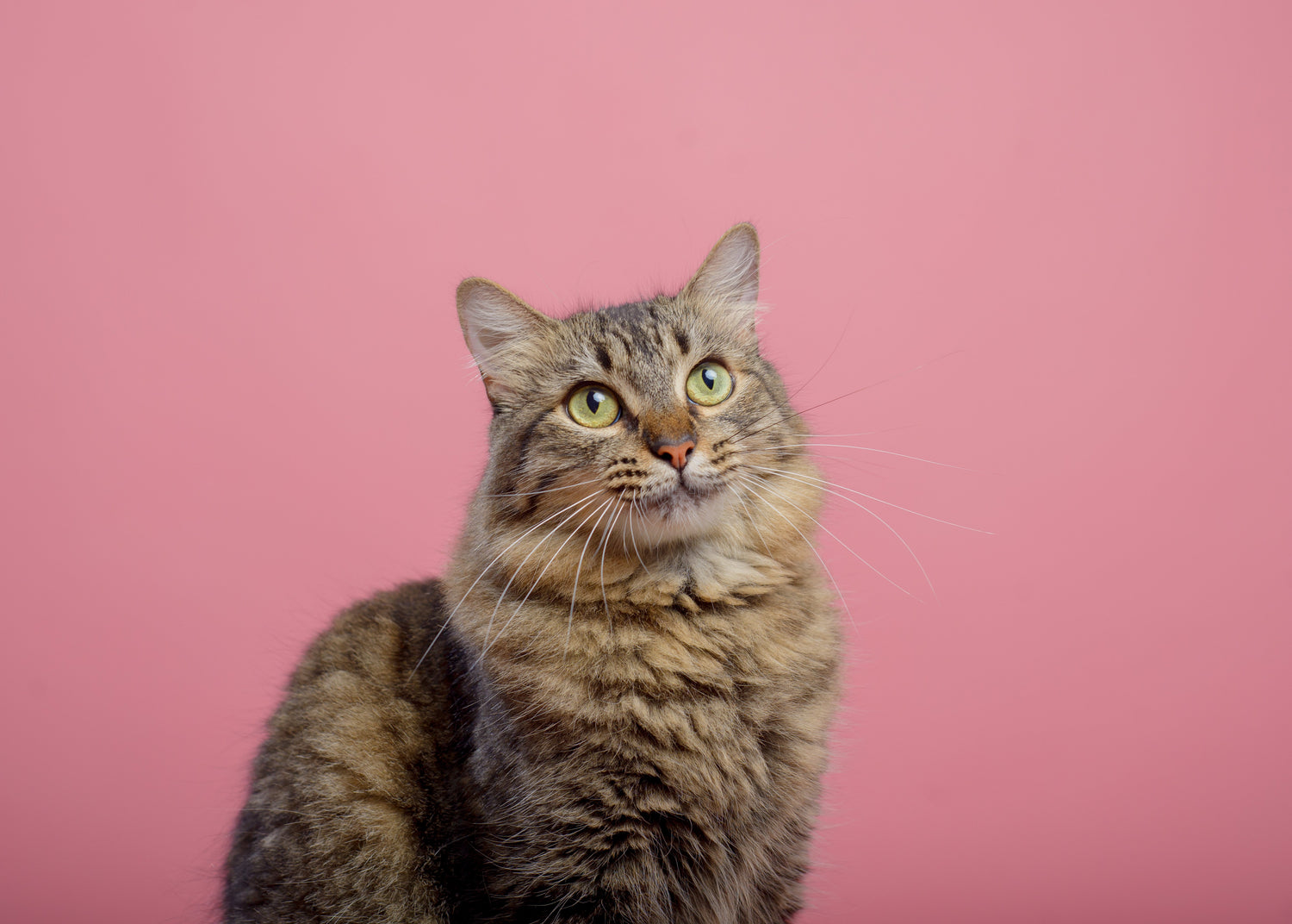 Cat Litter Comparison Guide: Which Type Is Right for Your Cat?