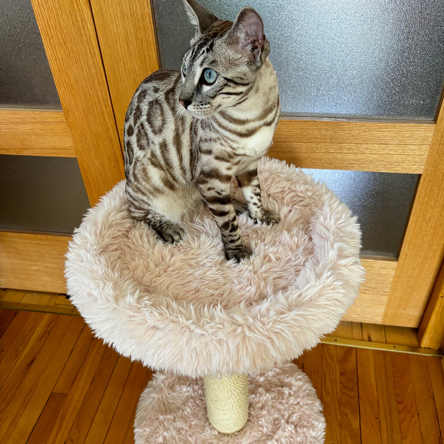 Le perchoir Blush – Arbre à chat à 1 niveau