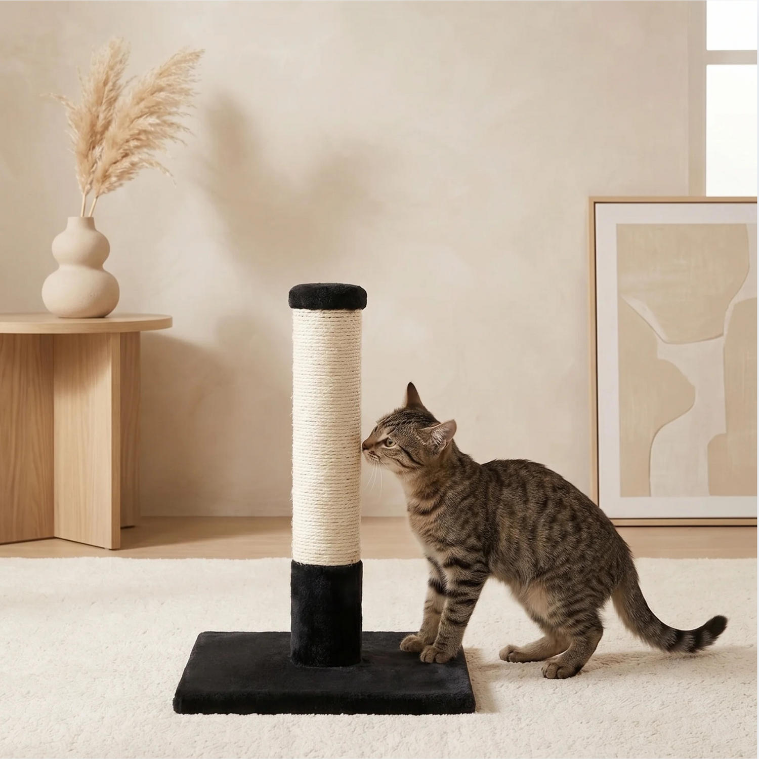 The stages of a cat’s life: understanding its needs from kitten to senior