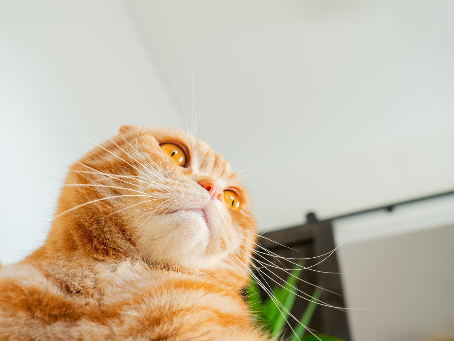 Why Do Cats Love High Places?