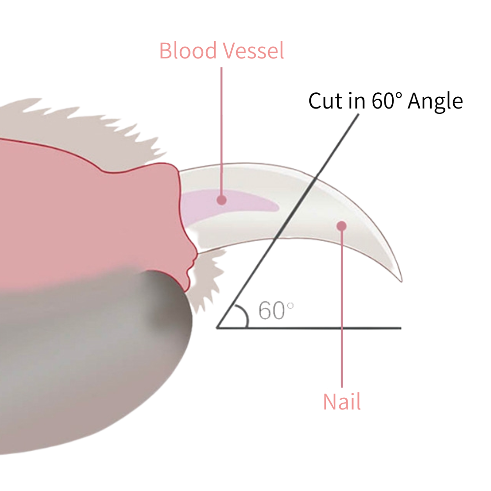 Coupe griffes LED Noba pour chats et chiens